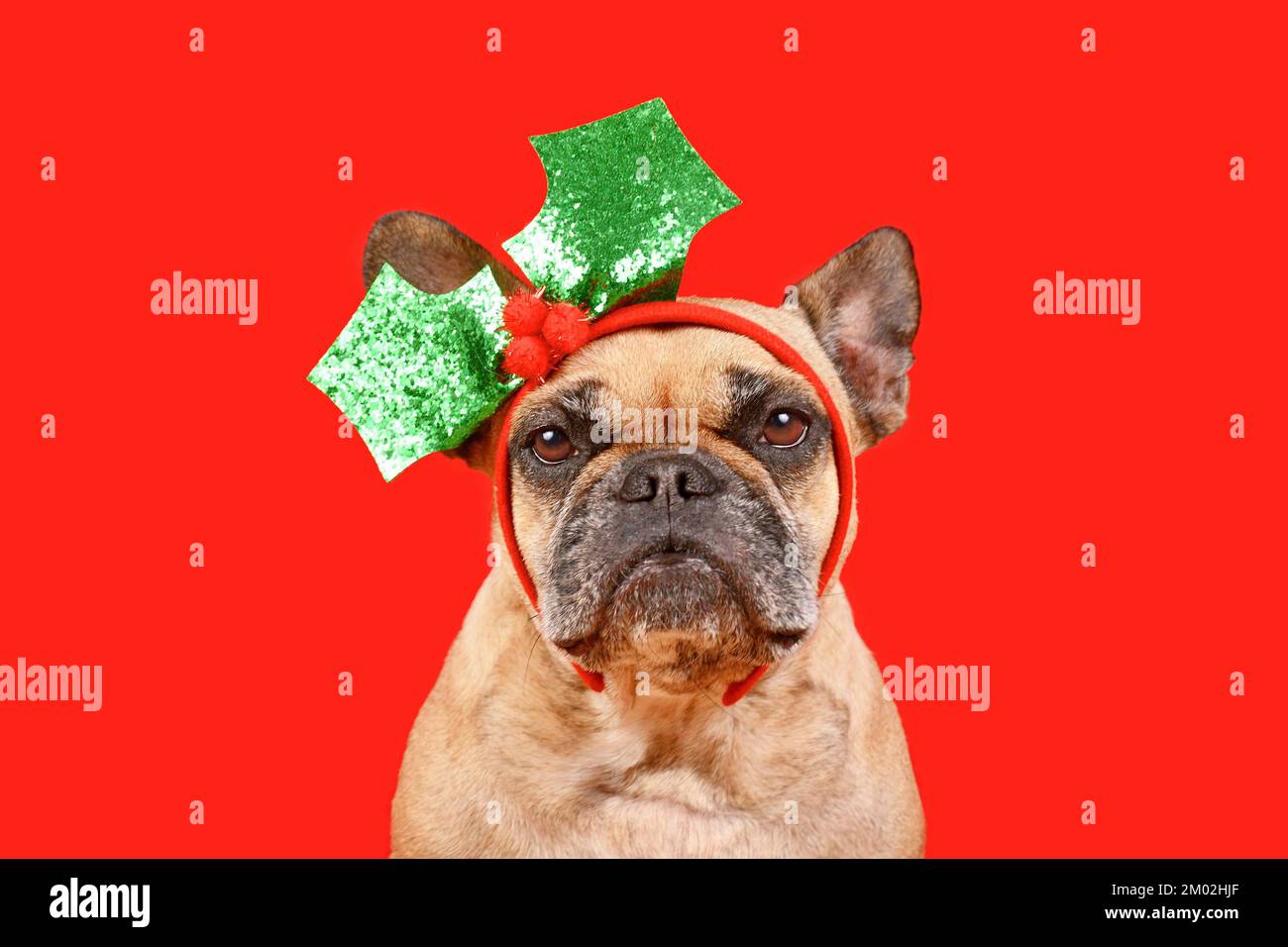 Fauve chien de Bulldog français de couleur avec serre-tête de GUI de Noël sur fond rouge Banque D'Images