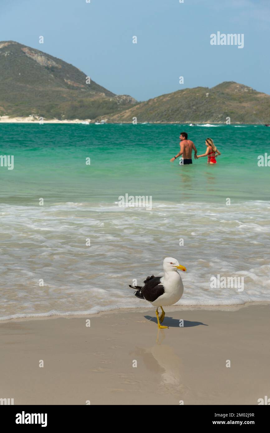 ARRAIAL DO CABO, RJ, BRÉSIL - 10 SEPTEMBRE 2022 : un mouette et quelques touristes appréciant la plage d'eau bleue cristalline. Banque D'Images