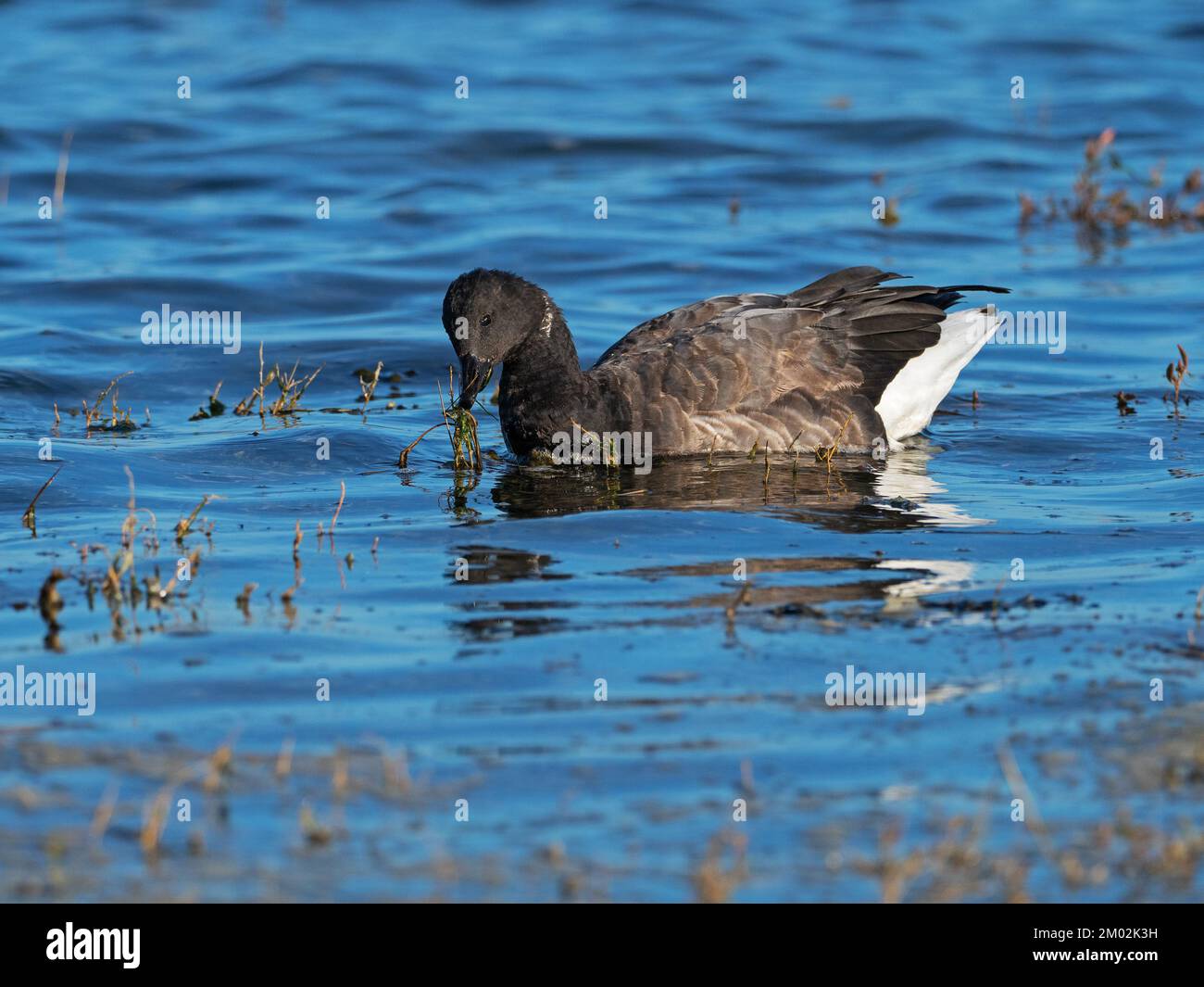 Brent Goose Branta bernicla Feeding in Mount Lake, Keyhaven Marshes, Hampshire, Angleterre, Royaume-Uni, Décembre 2020 Banque D'Images