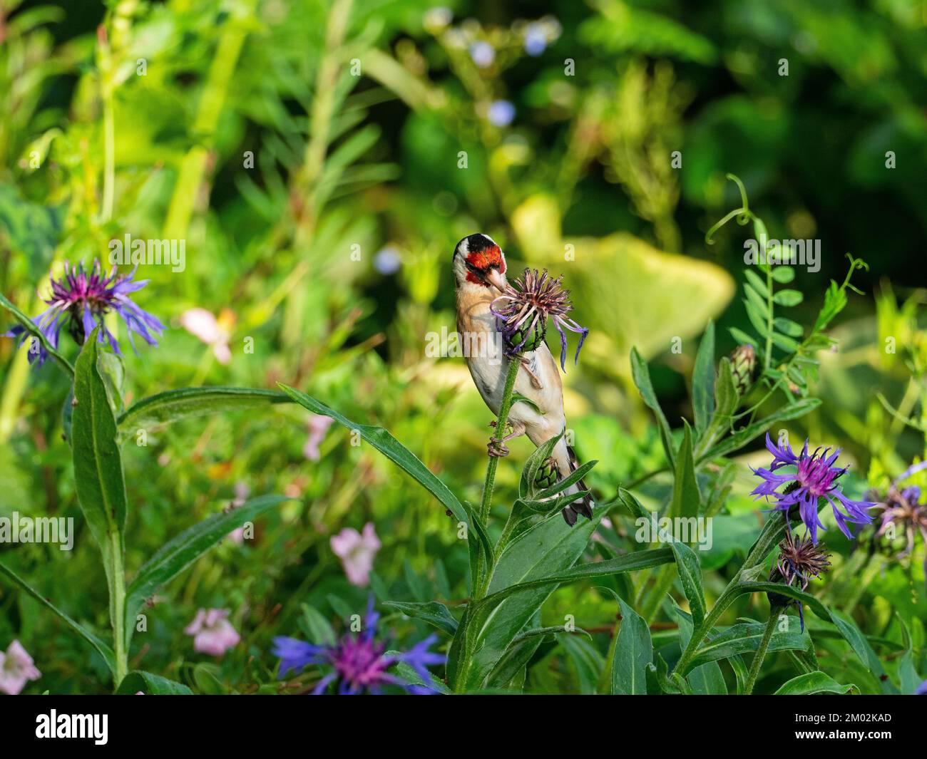 Carduelis carduelis carduelis se nourrissant des graines de la fleur de maïs vivace Centaurea montana dans un jardin, Ringwood, Hampshire, Angleterre, Royaume-Uni, J Banque D'Images