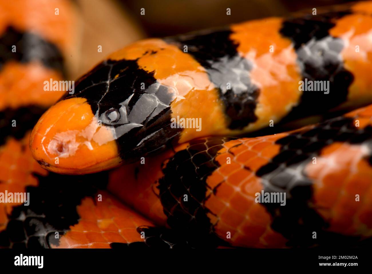 Serpent cylindrique corail (Anilius scytale) Banque D'Images