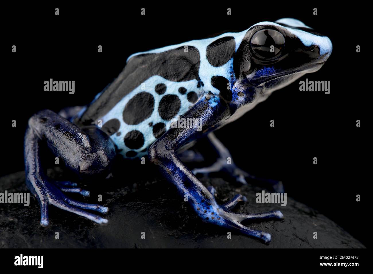Teinture de la grenouille de dart (Dendrobates tinctorius) vrai Sipilawini Banque D'Images