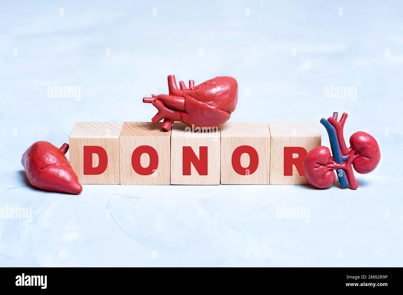 Contexte lié au don et à la transplantation : organes du corps humain de jouets placés sur des blocs de lettres en bois lisant DONNEUR. Banque D'Images