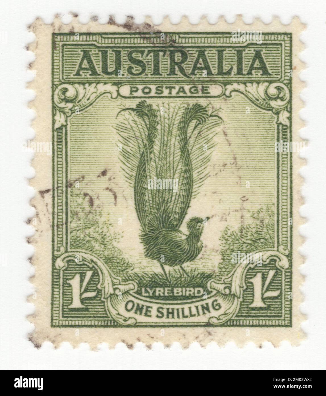 AUSTRALIE — 1932 15 février: Un timbre-poste vert de 1 Shilling représentant un mâle de Lyrebbird. Le Lyrebird est un symbole reconnaissable de l'Australie. Un lyrepaire est l'une des deux espèces d'oiseaux australiens terrestres qui composent le genre Menura et la famille des Menuridae. Ils sont les plus remarquables pour leur capacité impressionnante à imiter les sons naturels et artificiels de leur environnement, et la beauté frappante de l'énorme queue de l'oiseau mâle quand il est empaqueté dans l'exposition de vaisseau d'audience. Les lyrebirds ont des plumes d'ailés de couleur neutre uniques et sont parmi les oiseaux indigènes les plus connus d'Australie Banque D'Images