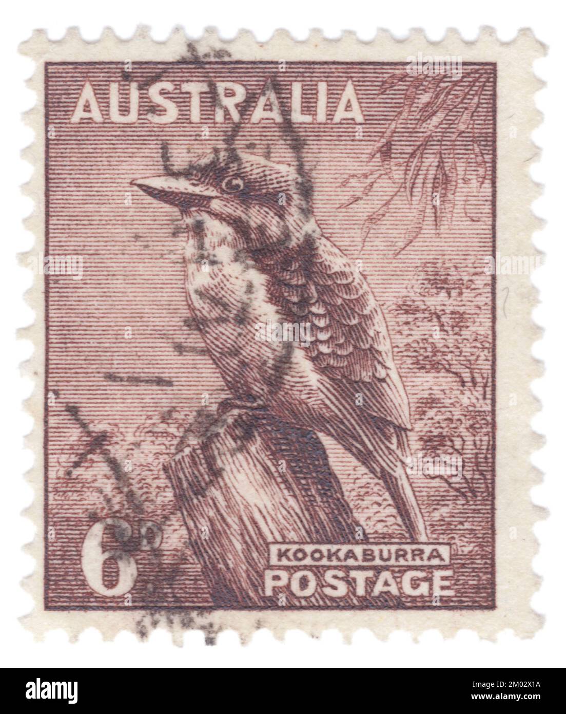 AUSTRALIE — 1942: Timbre-poste brun-violet de 6 pence représentant les séries Kookaburra (Kingfisher), King George VI et Queen Elizabeth. Les kookaburras sont des pêcheurs terrestres d'arbres du genre Dacelo, originaire d'Australie et de Nouvelle-Guinée, qui mesurent entre 28 et 47 cm (11 et 19 po) de longueur et pèsent environ 300 g (11 oz). Le nom est un mot d'ordre de Wiradjuri guuguubarra, onomatopoeic de son appel. L'appel fort et distinctif du kookaburra qui rit est largement utilisé comme effet sonore dans les situations qui impliquent un environnement de brousse australien ou de jungle tropicale, en particulier dans les films plus anciens Banque D'Images