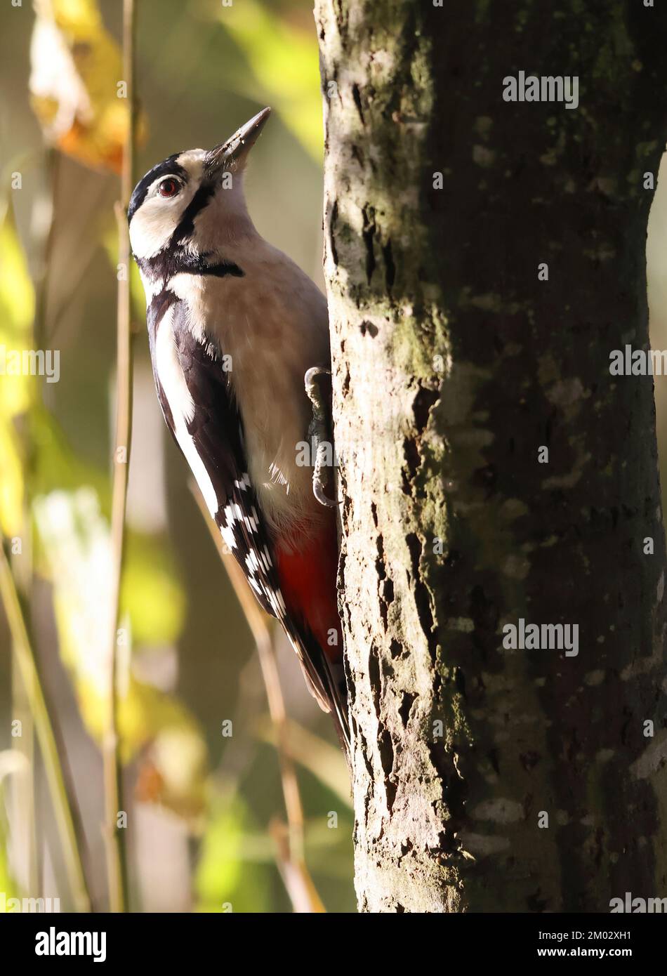 Grand pic tacheté mâle sur un tronc d'arbre à Slimbridge dans Gloucestershire Royaume-Uni Banque D'Images