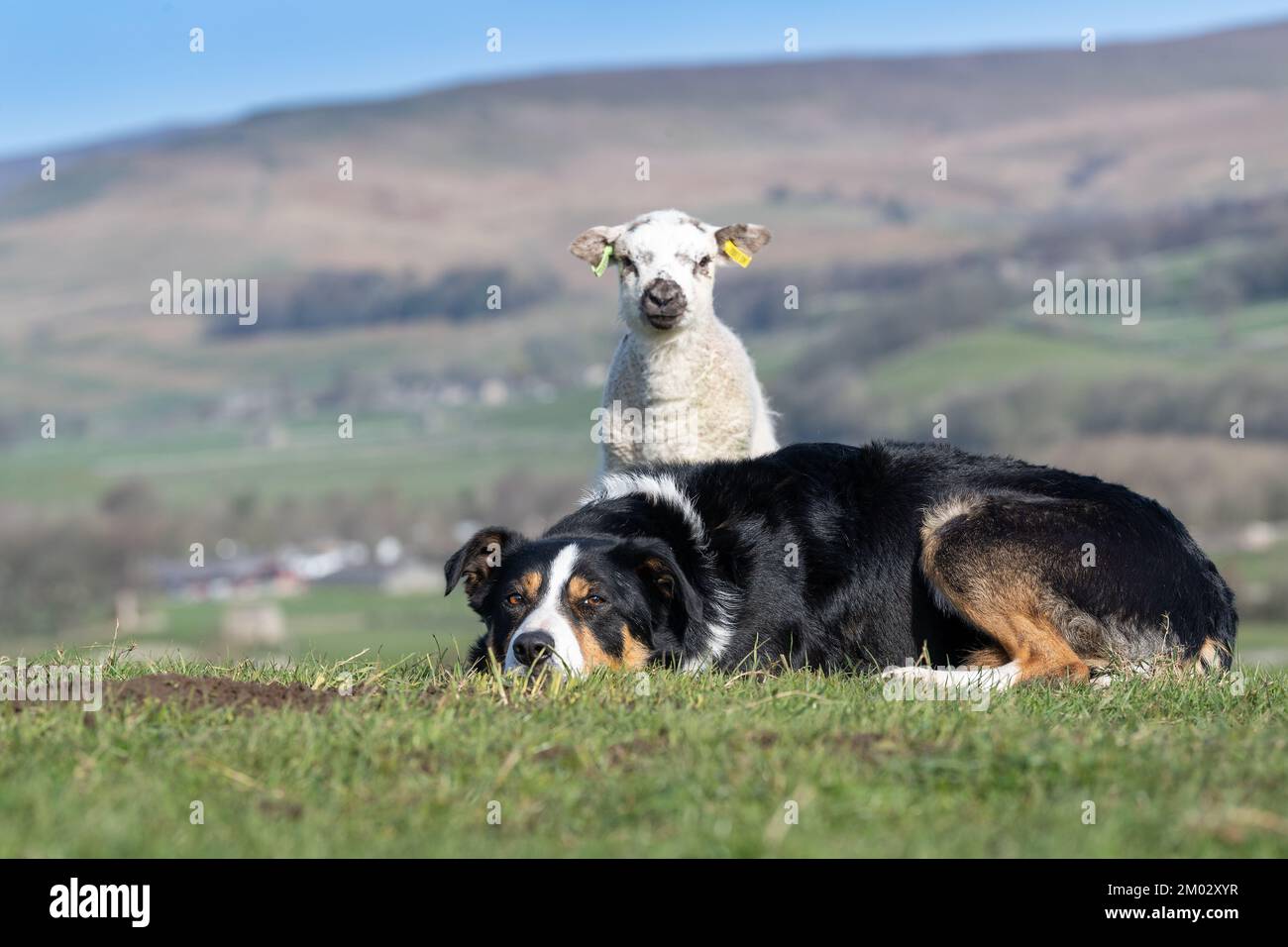 De jeunes agneaux curieux se rassemblent autour d'un chien de berger dans un champ. North Yorkshire, Royaume-Uni. Banque D'Images