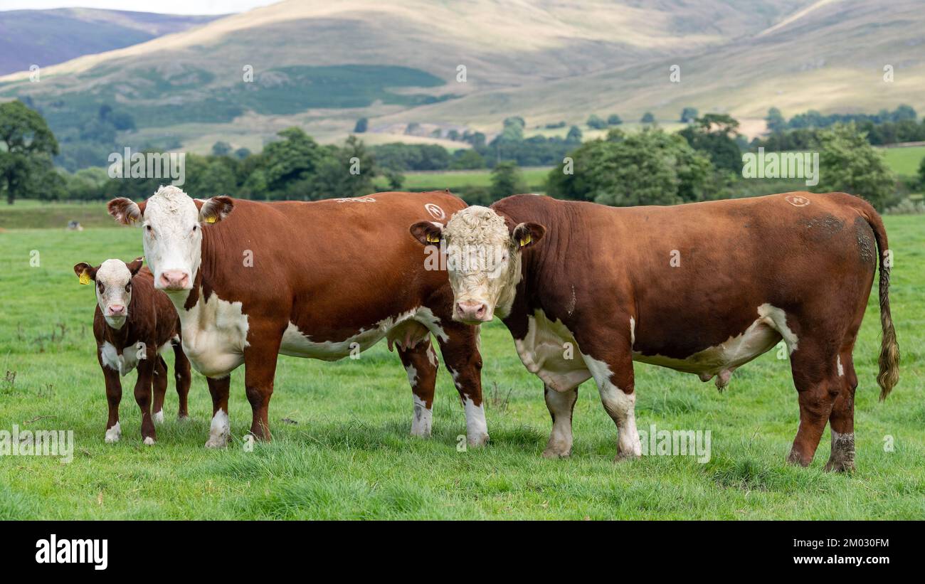 Pedigree hereford taureau avec une vache et un veau dans un alpage sur le bord de la Howgill Fells à Cumbria, Royaume-Uni. Banque D'Images