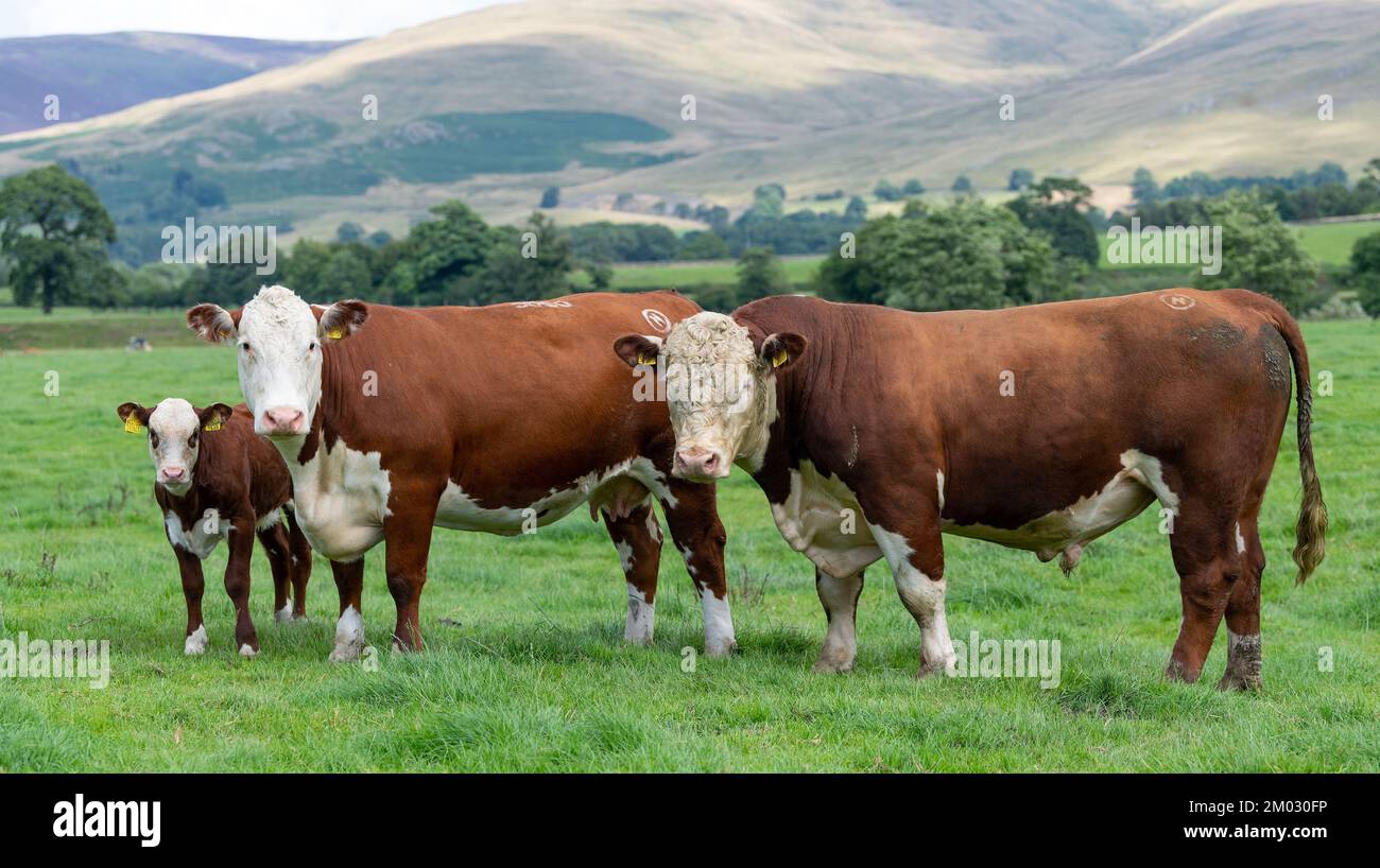 Pedigree hereford taureau avec une vache et un veau dans un alpage sur le bord de la Howgill Fells à Cumbria, Royaume-Uni. Banque D'Images