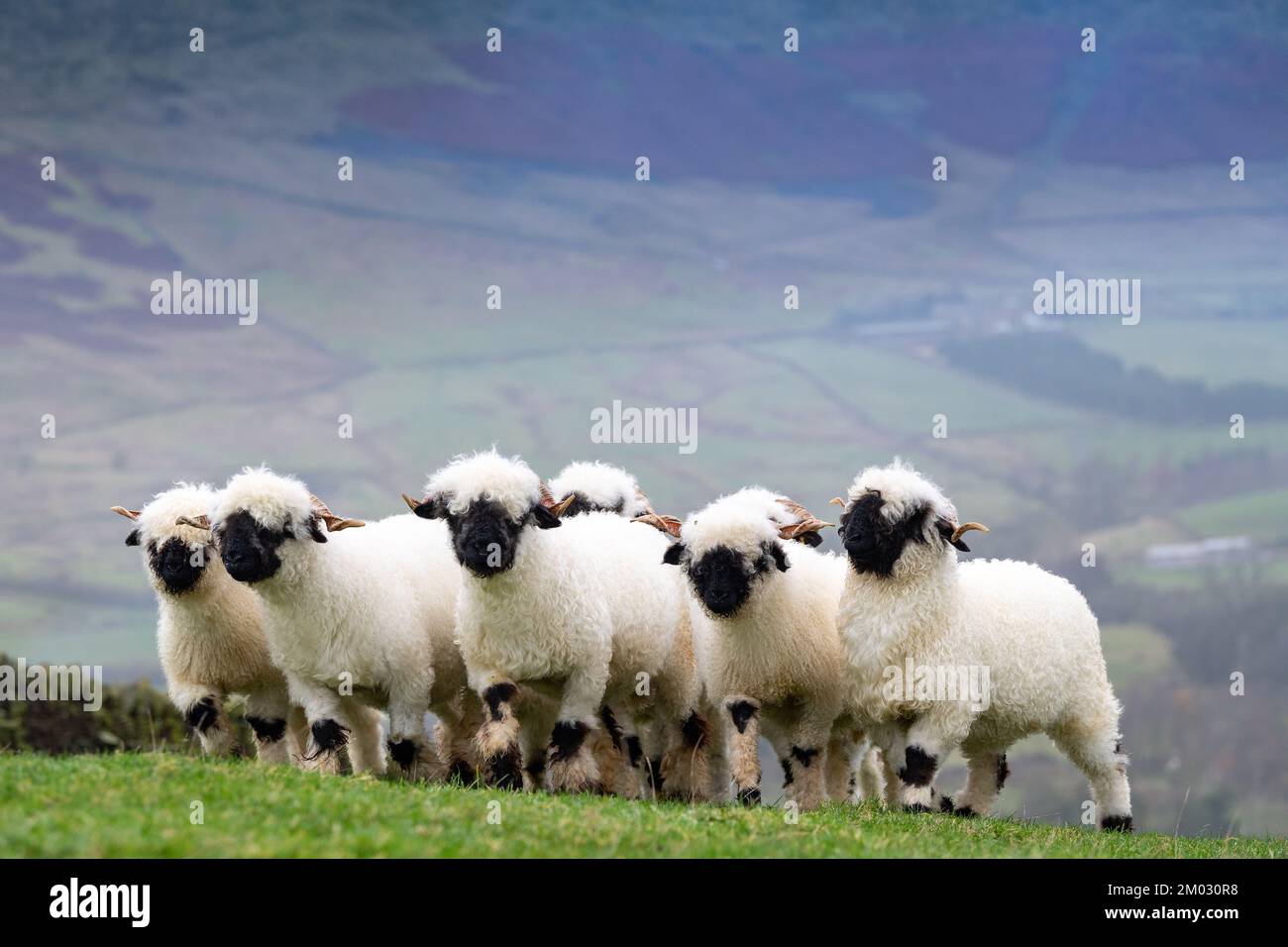 Troupeau de brebis galeuses du Valais, une race de brebis originaire des Alpes en Suisse, maintenant importée au Royaume-Uni. Banque D'Images