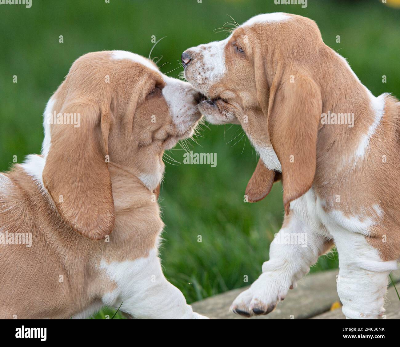 basset chien chiots jouer Banque D'Images