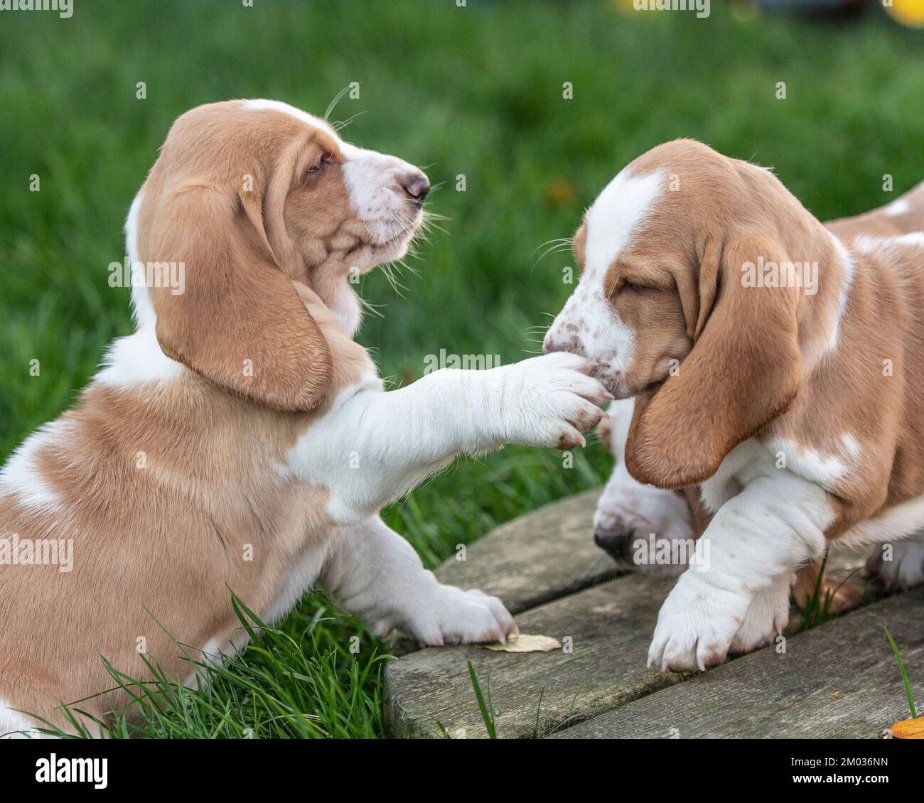 basset chien chiots jouer Banque D'Images
