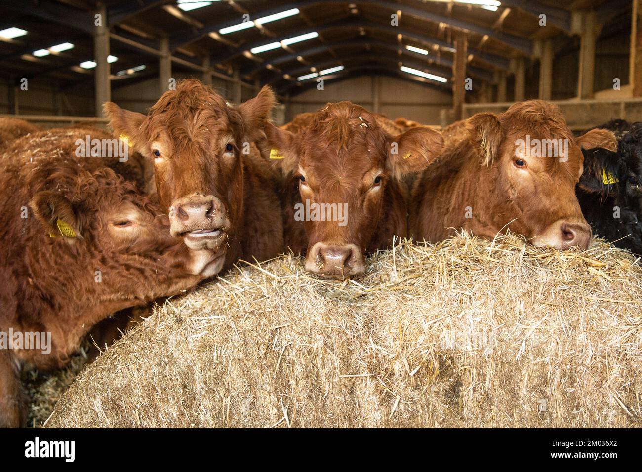 Les vaches Limousin génisses Banque D'Images