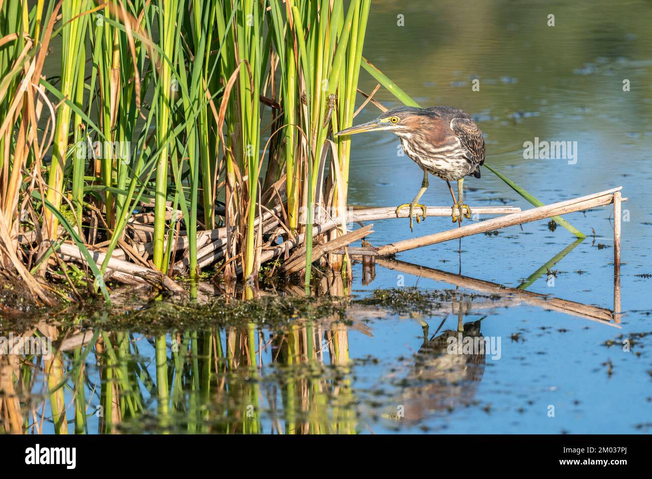 Héron juvénile vert (Butorides virescens)., E Amérique du Nord, par Dominique Braud/Dembinsky photo Assoc Banque D'Images