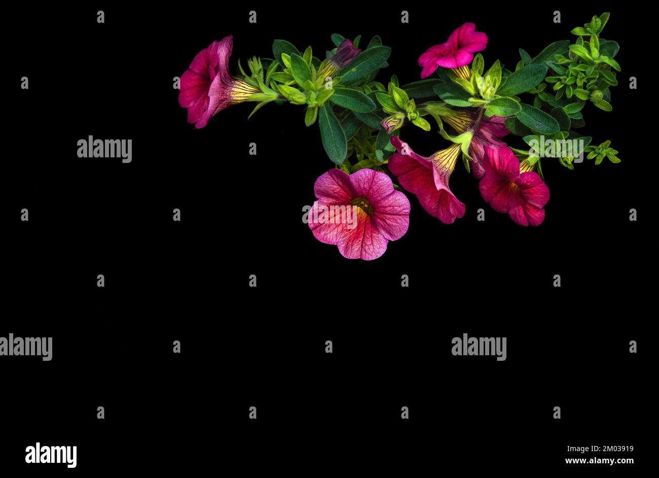 Pétunia rose avec des feuilles vertes luxuriantes, isolé, fond noir, espace négatif, espace texte, minimalisme Banque D'Images