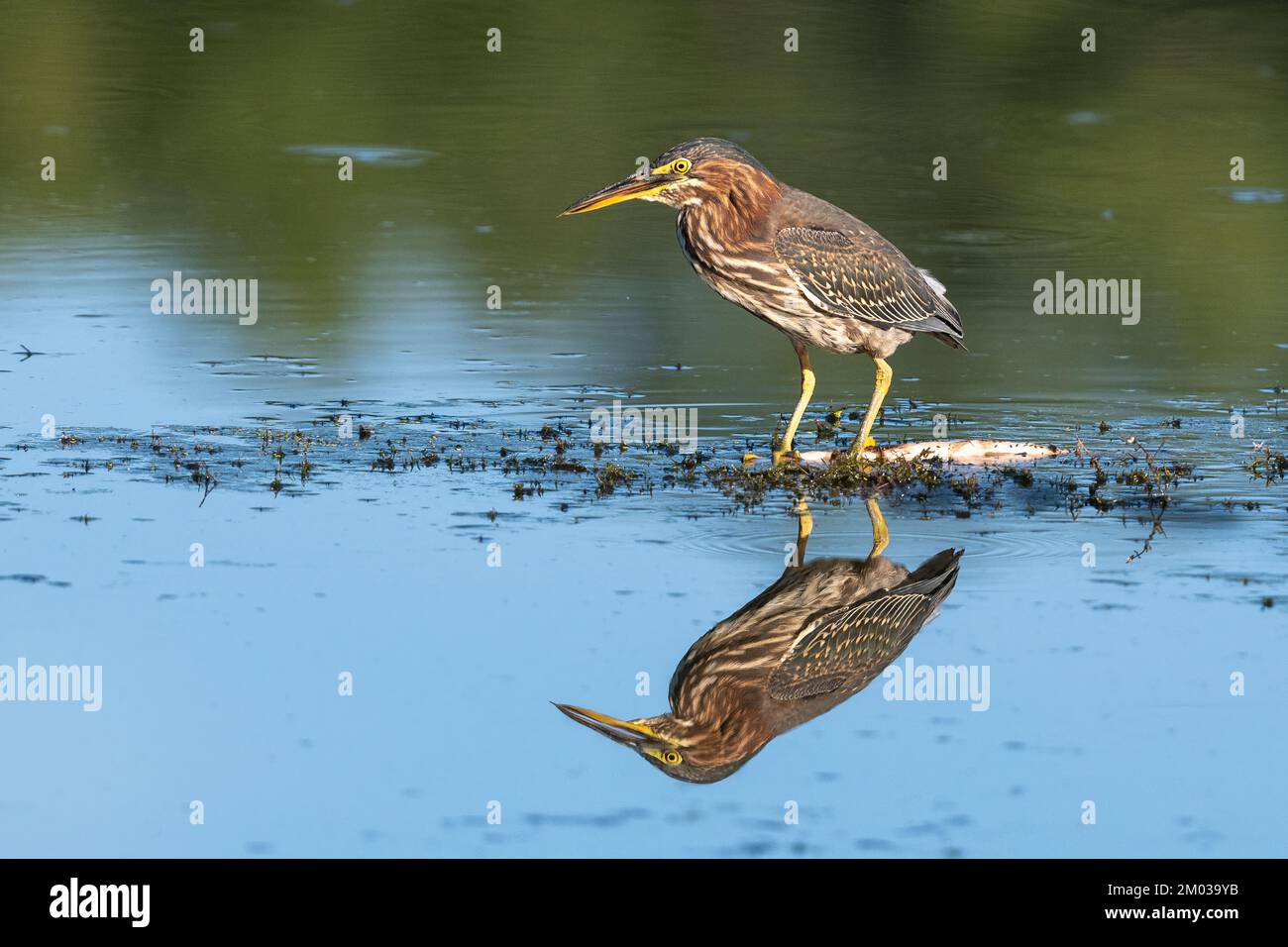 Héron juvénile vert (Butorides virescens)., E Amérique du Nord, par Dominique Braud/Dembinsky photo Assoc Banque D'Images