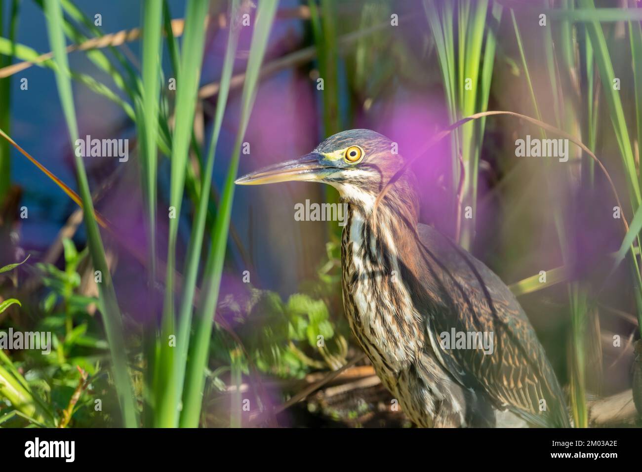Héron juvénile vert (Butorides virescens)., E Amérique du Nord, par Dominique Braud/Dembinsky photo Assoc Banque D'Images