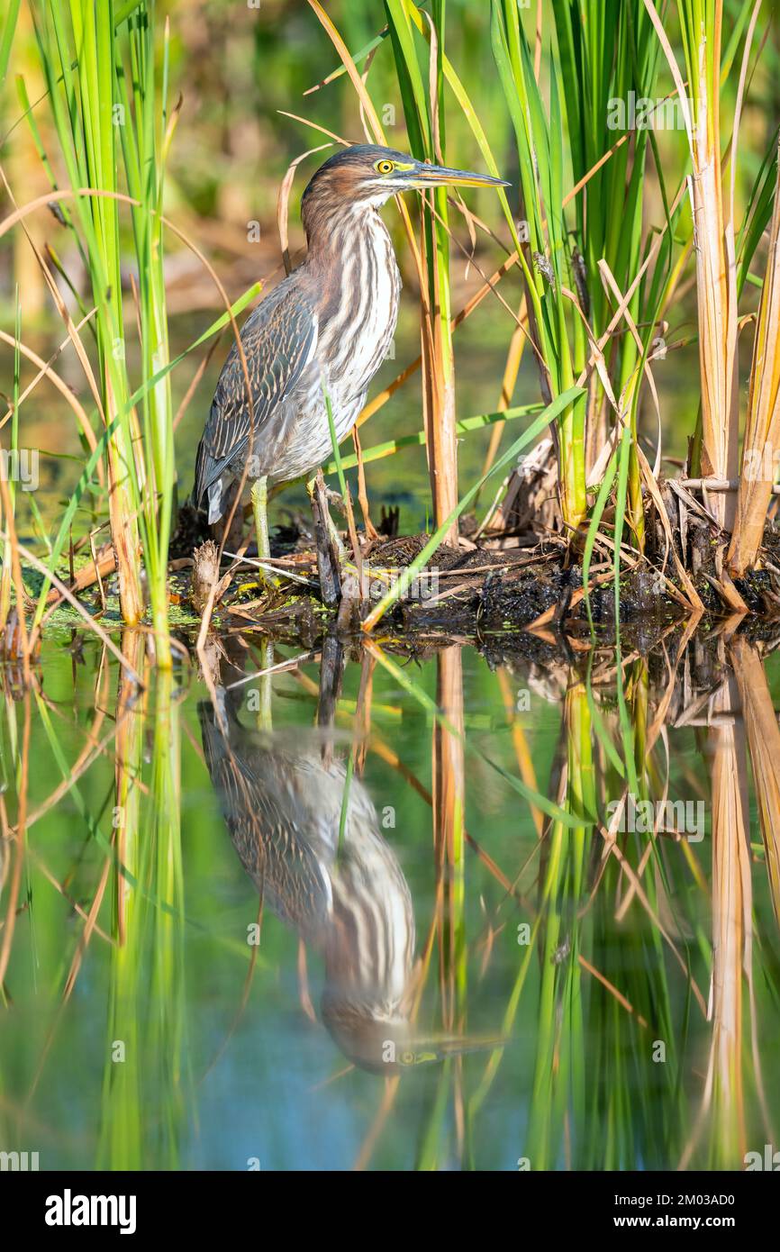 Héron juvénile vert (Butorides virescens)., E Amérique du Nord, par Dominique Braud/Dembinsky photo Assoc Banque D'Images