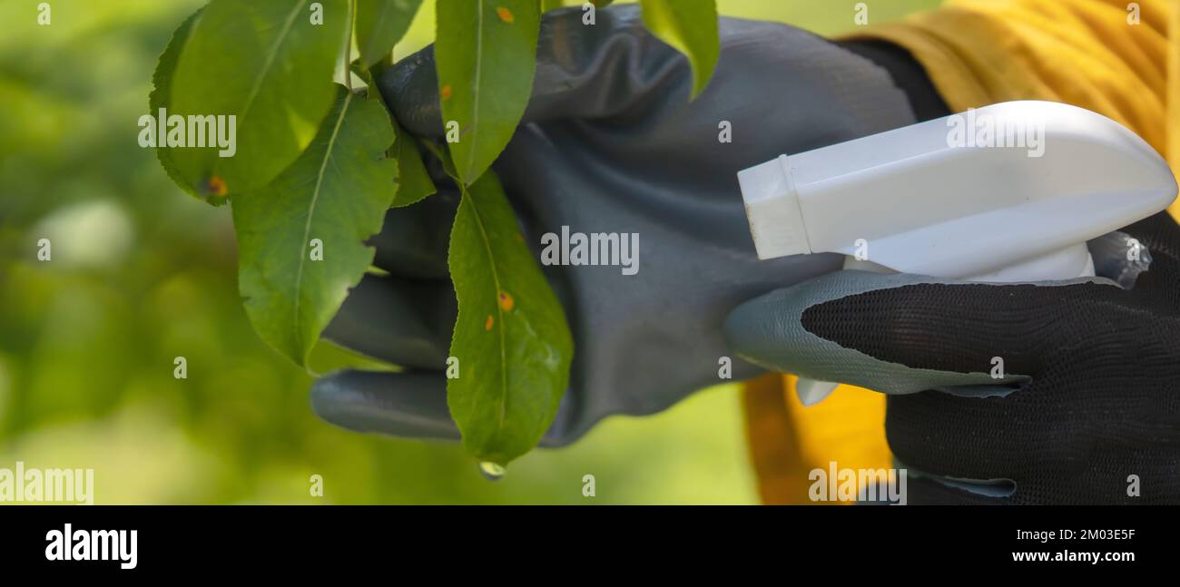 Une main gantée traite les feuilles avec des pesticides pour guérir la maladie Banque D'Images