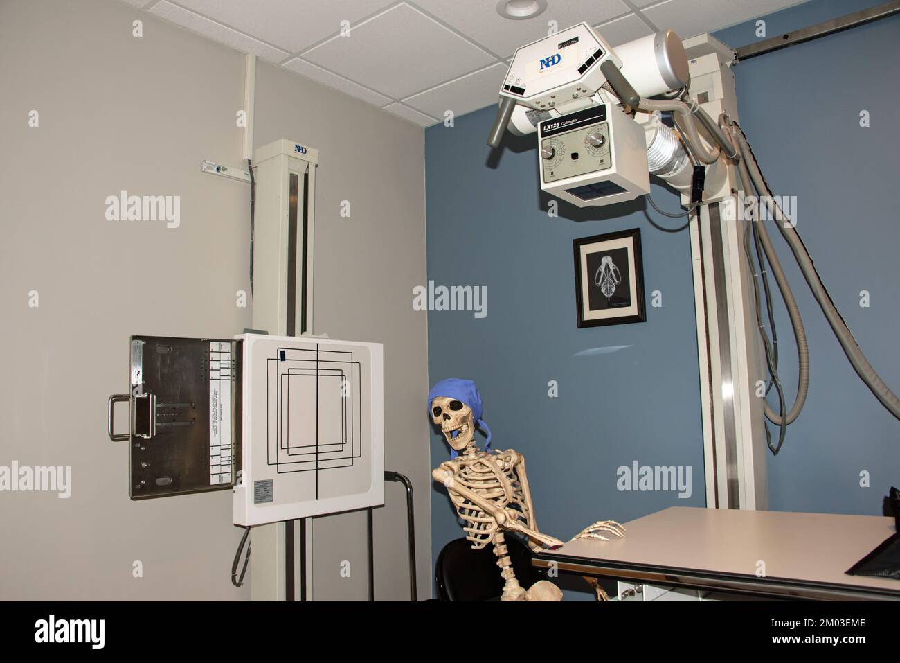 Squelette assis pour une radiographie de main Banque D'Images