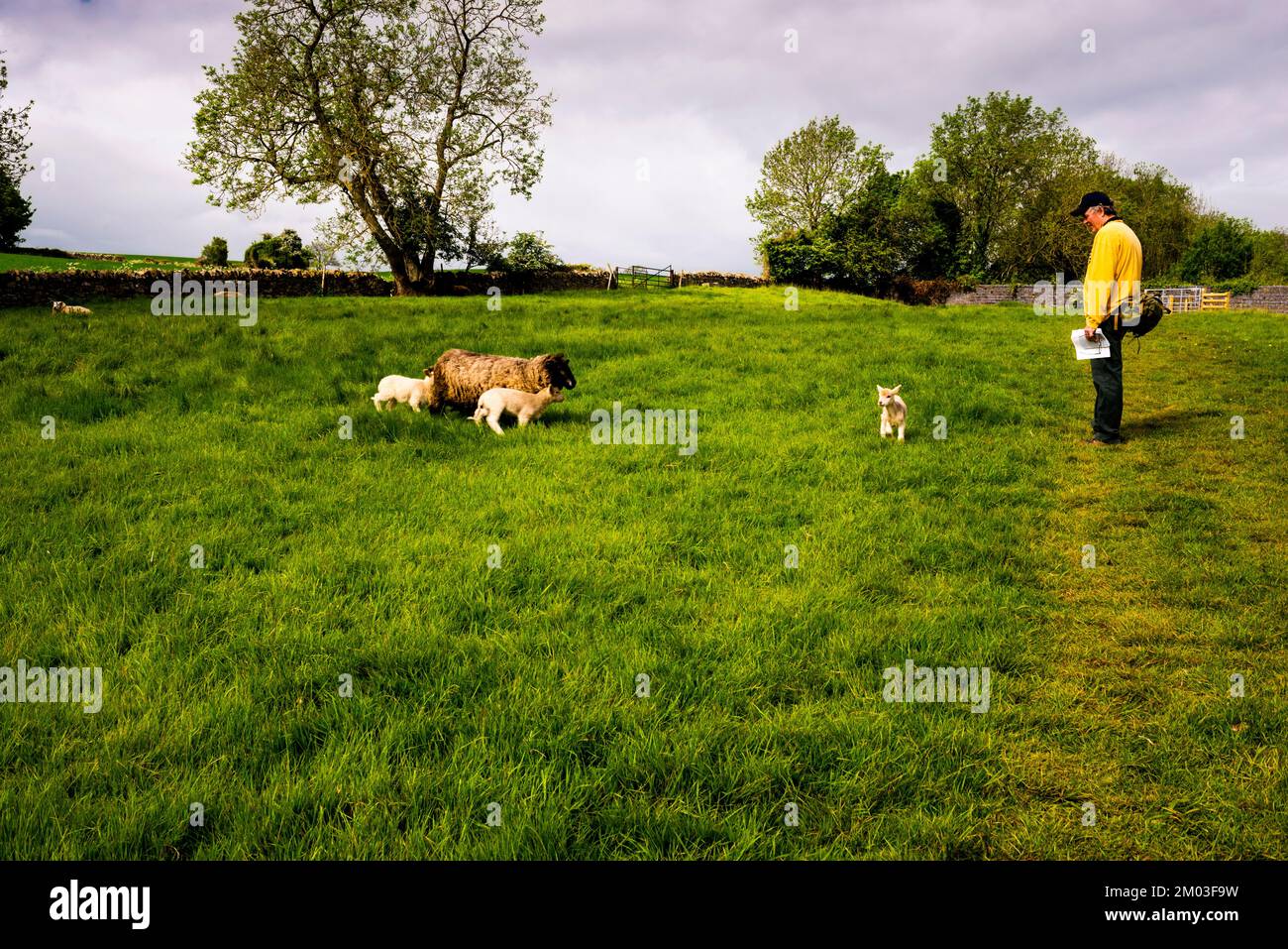 Bétail et petits agneaux sur les sentiers publics dans le district de Cotswold en Angleterre. Banque D'Images