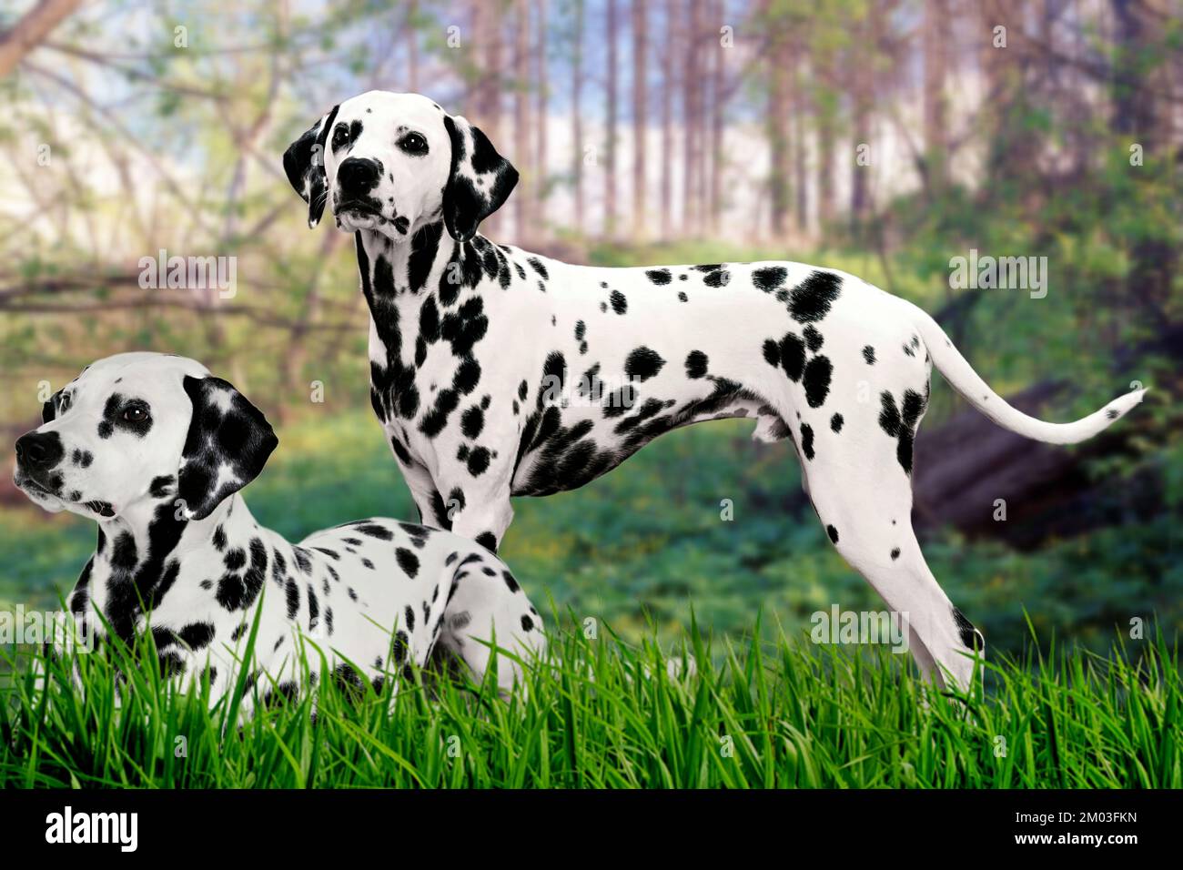 Le Dalmatien est une race de chien de taille moyenne à grande, dont le  pelage est blanc et les taches noires ou brunes appartiennent au groupe de  chiens (1 Photo Stock - Alamy
