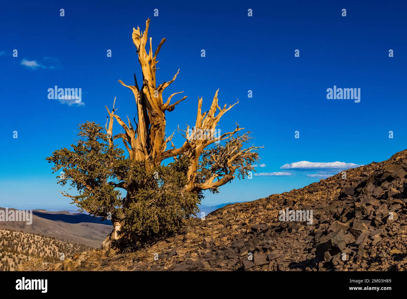 Branches survivantes du pin de Bristlecone du Grand bassin, Pinue longaeva, forêt ancienne de pins de Bristlecone, forêt nationale d'Inyo, Californie, États-Unis Banque D'Images