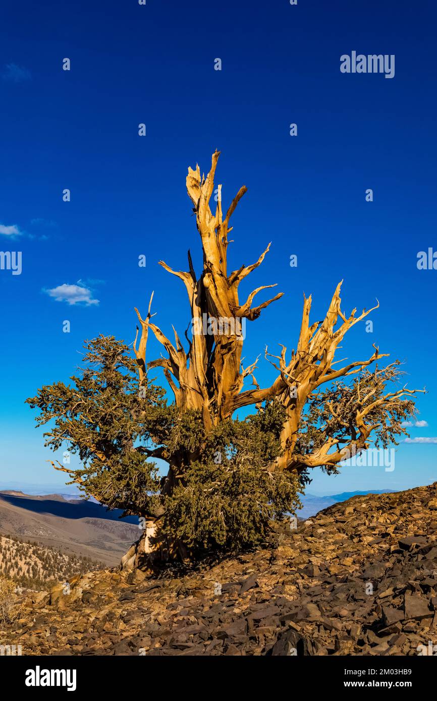 Branches survivantes du pin de Bristlecone du Grand bassin, Pinue longaeva, forêt ancienne de pins de Bristlecone, forêt nationale d'Inyo, Californie, États-Unis Banque D'Images