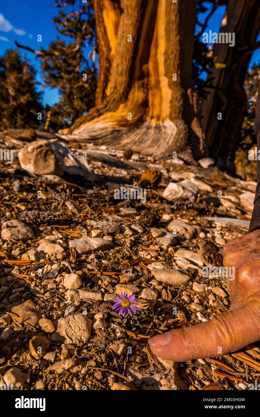 Clokey's Fleabane, Erigeron clokeyi var. Pinzliae, dans la forêt ancienne de pins de Bristlecone, forêt nationale d'Inyo, Californie, États-Unis Banque D'Images