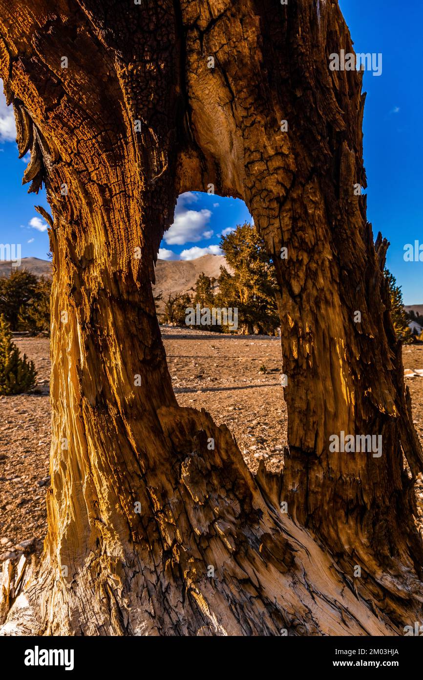 PIN de Bristlecone du Grand bassin mort, Pinue longaeva, forêt ancienne de pins de Bristlecone, forêt nationale d'Inyo, Californie, États-Unis Banque D'Images