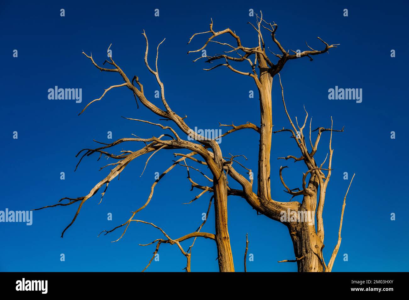 PIN de Bristlecone du Grand bassin mort, Pinue longaeva, forêt ancienne de pins de Bristlecone, forêt nationale d'Inyo, Californie, États-Unis Banque D'Images