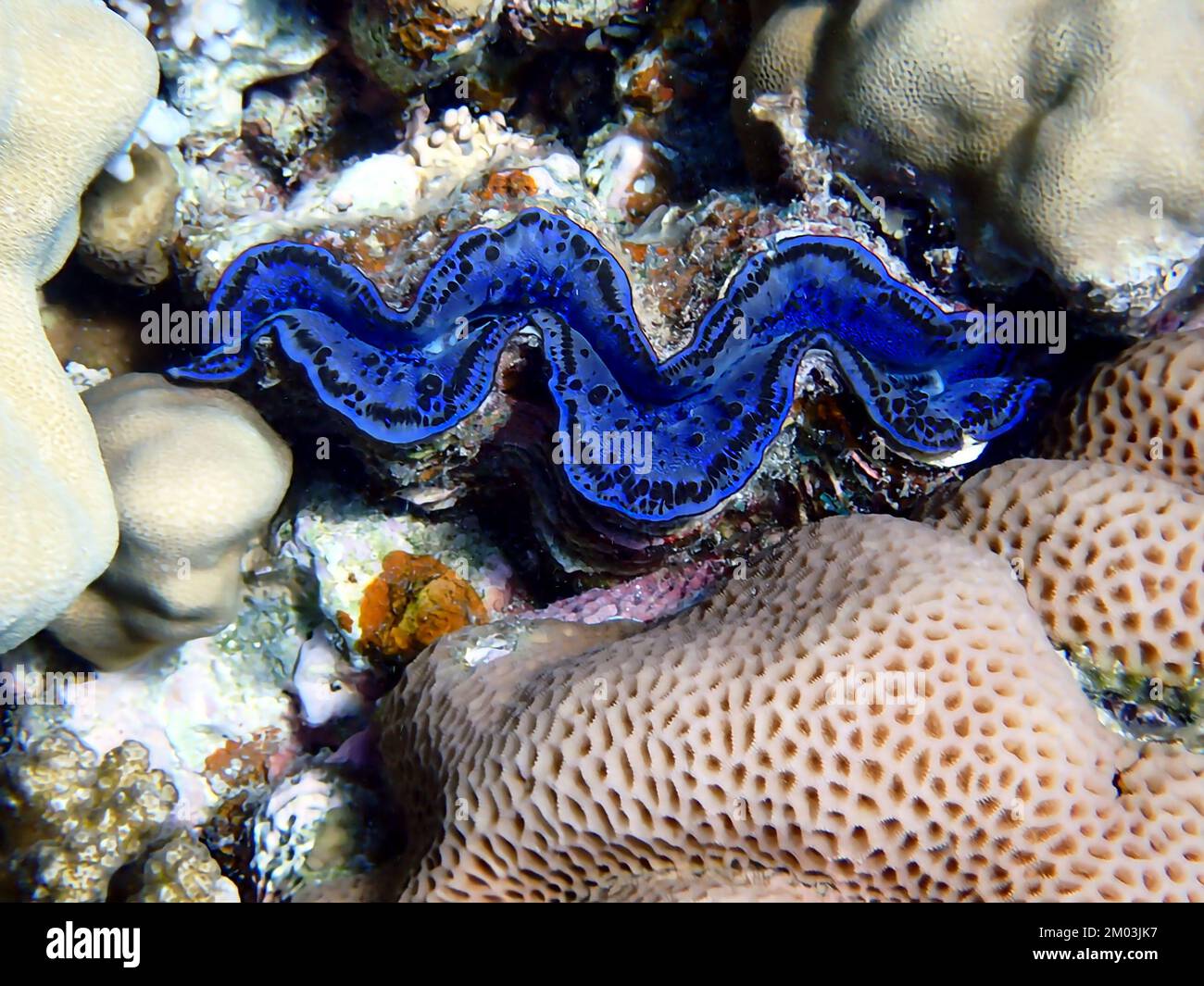 Photographie sous-marine dans la mer Rouge de Tridacna Maxima Clam Banque D'Images