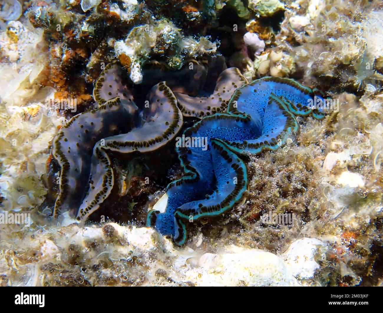 Photographie sous-marine dans la mer Rouge de Tridacna Maxima Clam Banque D'Images