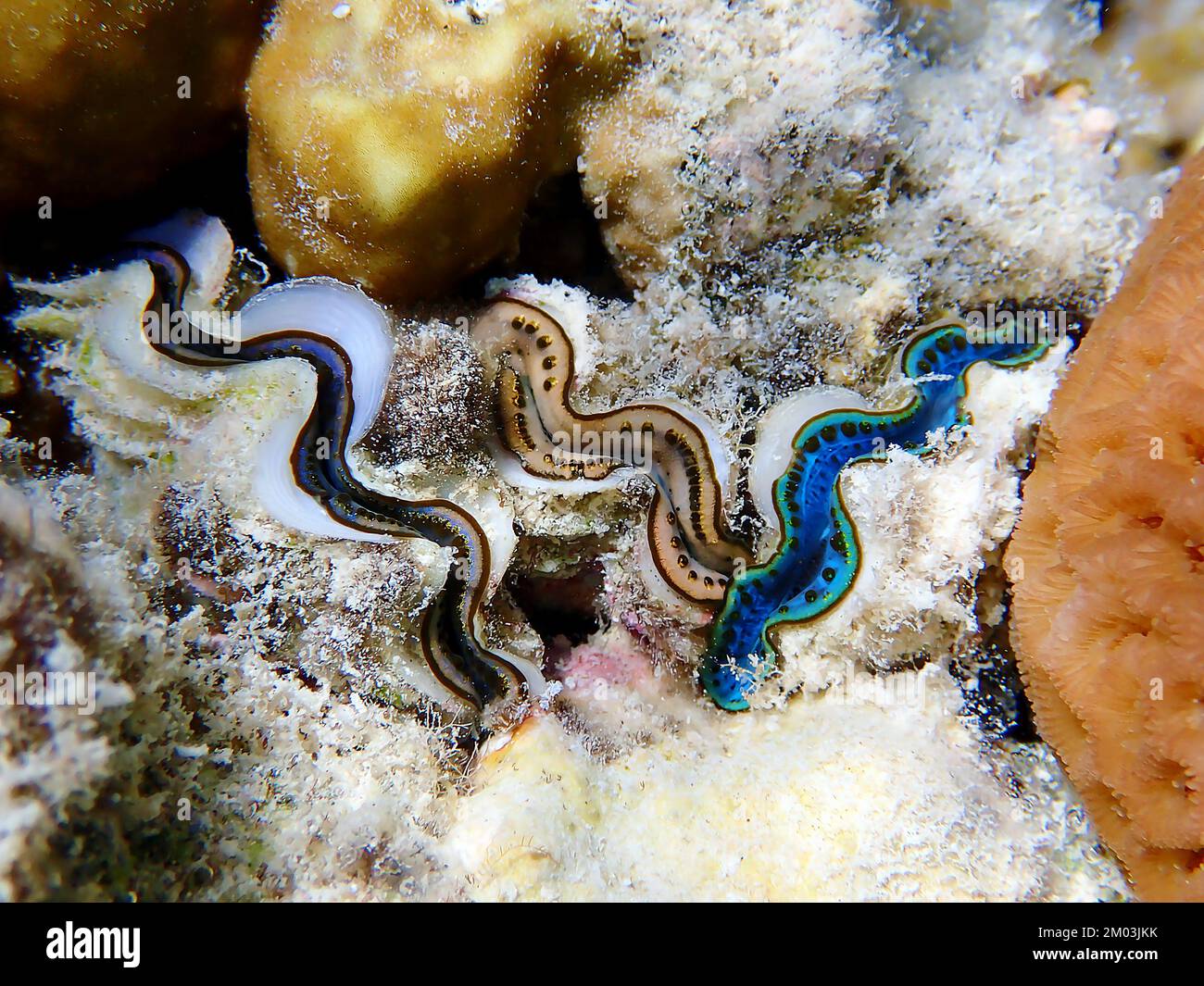 Photographie sous-marine dans la mer Rouge de Tridacna Maxima Clam Banque D'Images