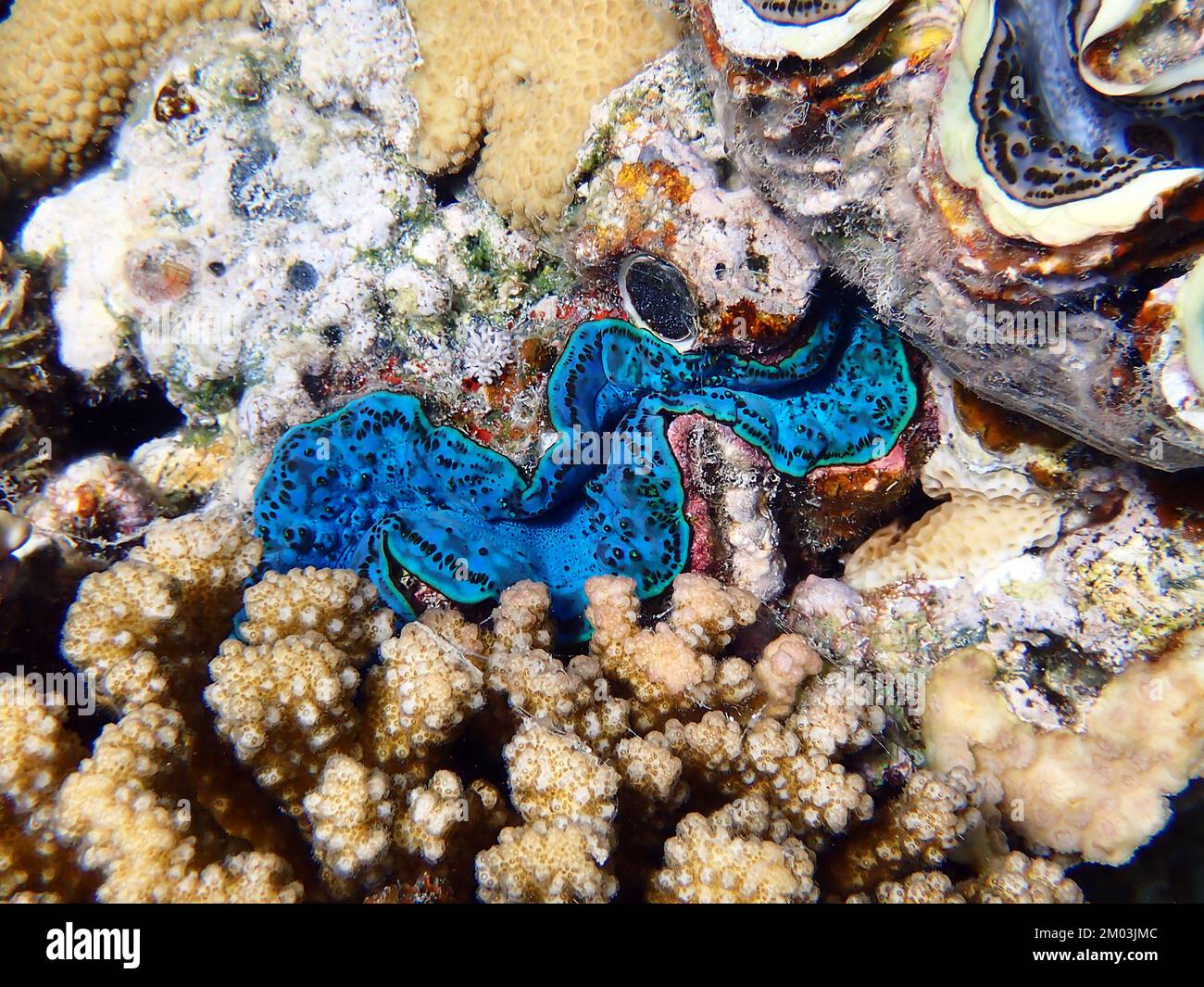 Photographie sous-marine dans la mer Rouge de Tridacna Maxima Clam Banque D'Images