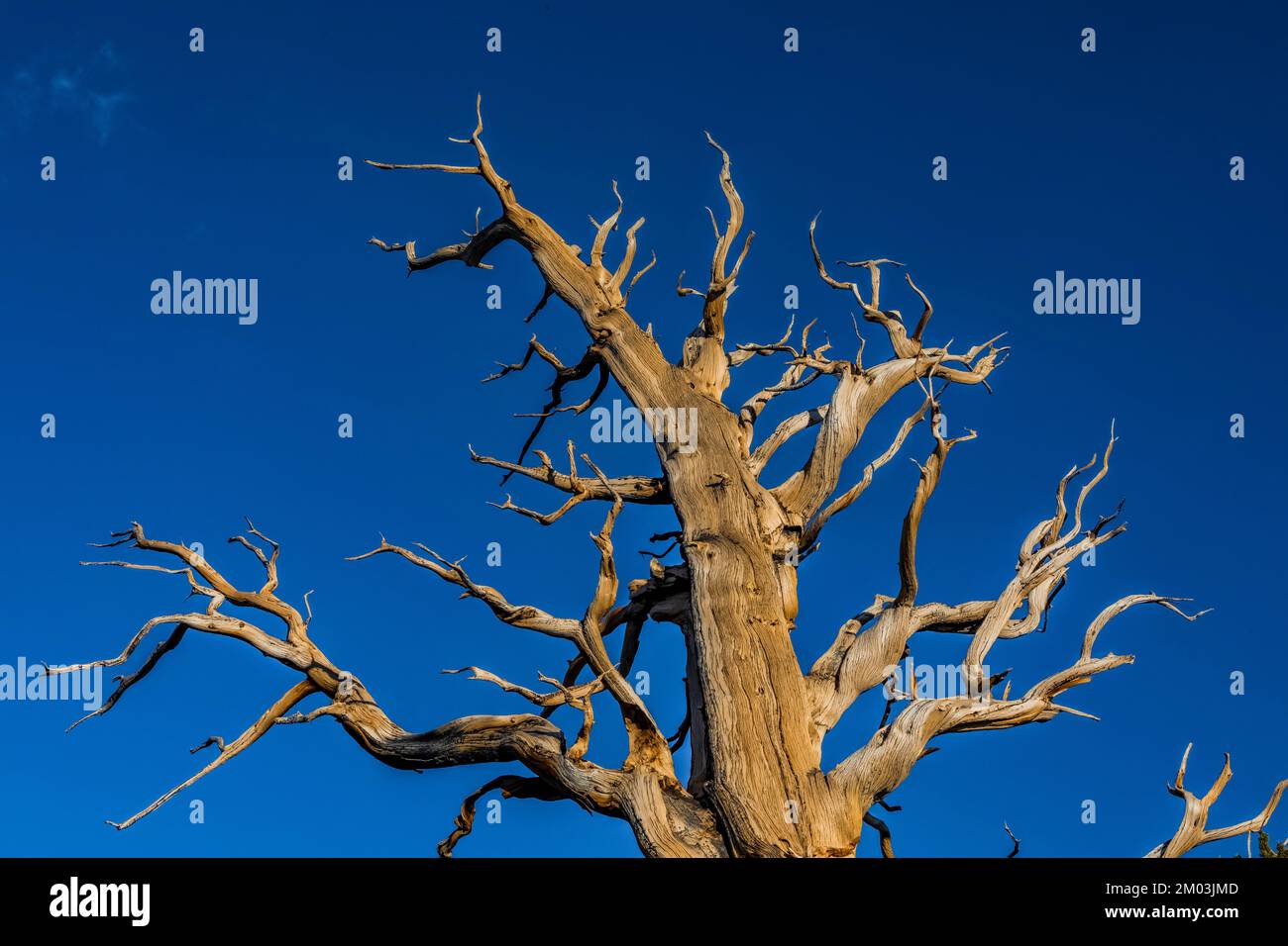 PIN de Bristlecone du Grand bassin mort, Pinue longaeva, forêt ancienne de pins de Bristlecone, forêt nationale d'Inyo, Californie, États-Unis Banque D'Images