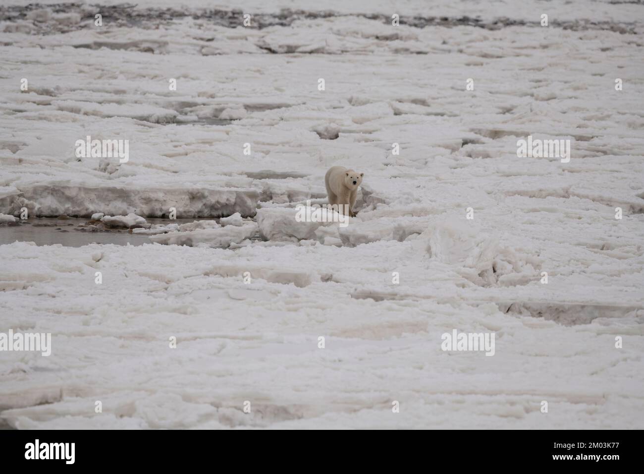 Ours polaire traversant la baie d'Hudson gelée Banque D'Images