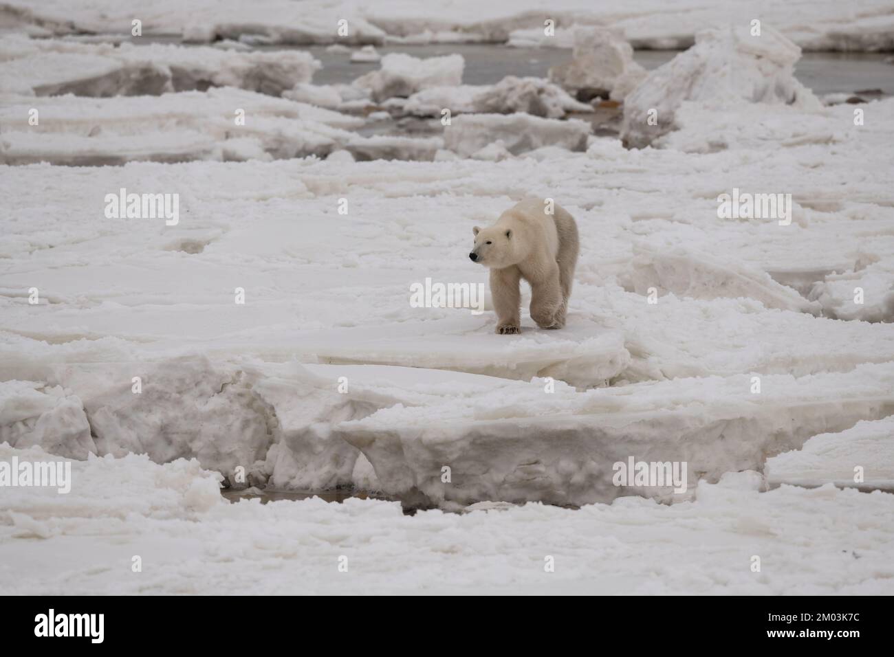Ours polaire traversant la baie d'Hudson gelée Banque D'Images