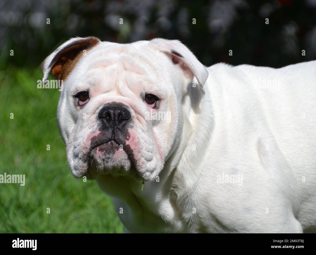Prise de vue d'un jeune chien Bulldog anglais ou britannique dans le jardin en regardant directement l'appareil photo Banque D'Images