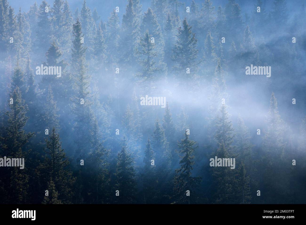 Fumer dans la forêt boréale à la suite des feux de forêt dans le parc national Banff, Alberta, Canada Banque D'Images