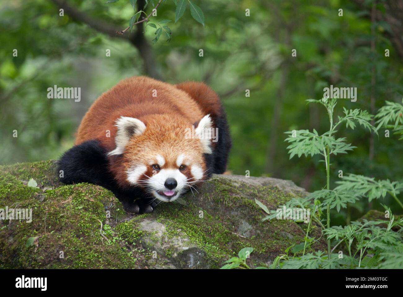 Panda rouge située sur un rocher dans la forêt montagnarde de la Réserve naturelle de Wolong, en Chine. Ailurus fulgens. Banque D'Images