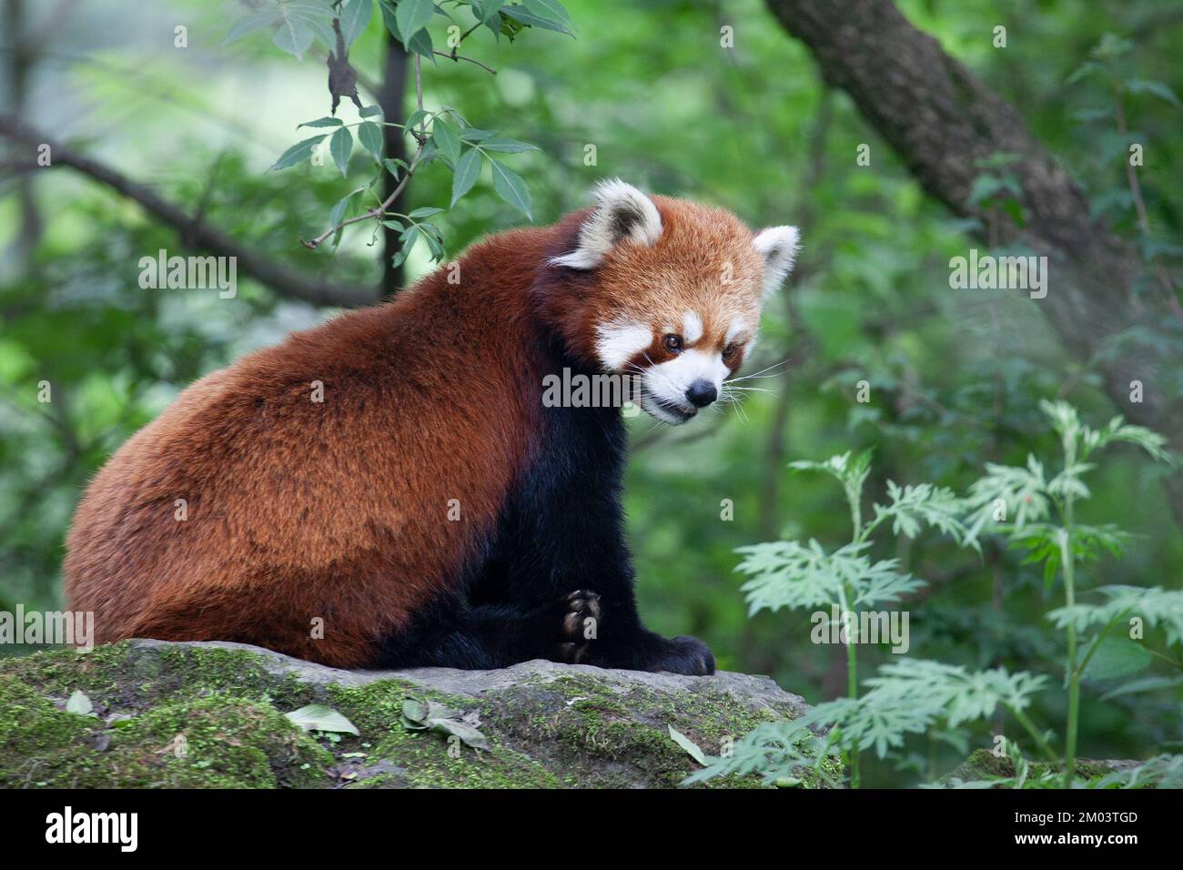 Panda rouge chinois sur un rocher dans la forêt montagnarde de la réserve naturelle de Wolong, province du Sichuan, Chine. Ailurus fulgens. Banque D'Images