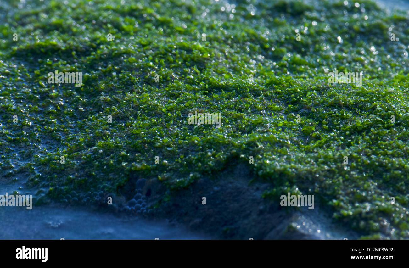 Mousse verte sur la roche. Mousse de mer. Mousse d'océan. Banque D'Images