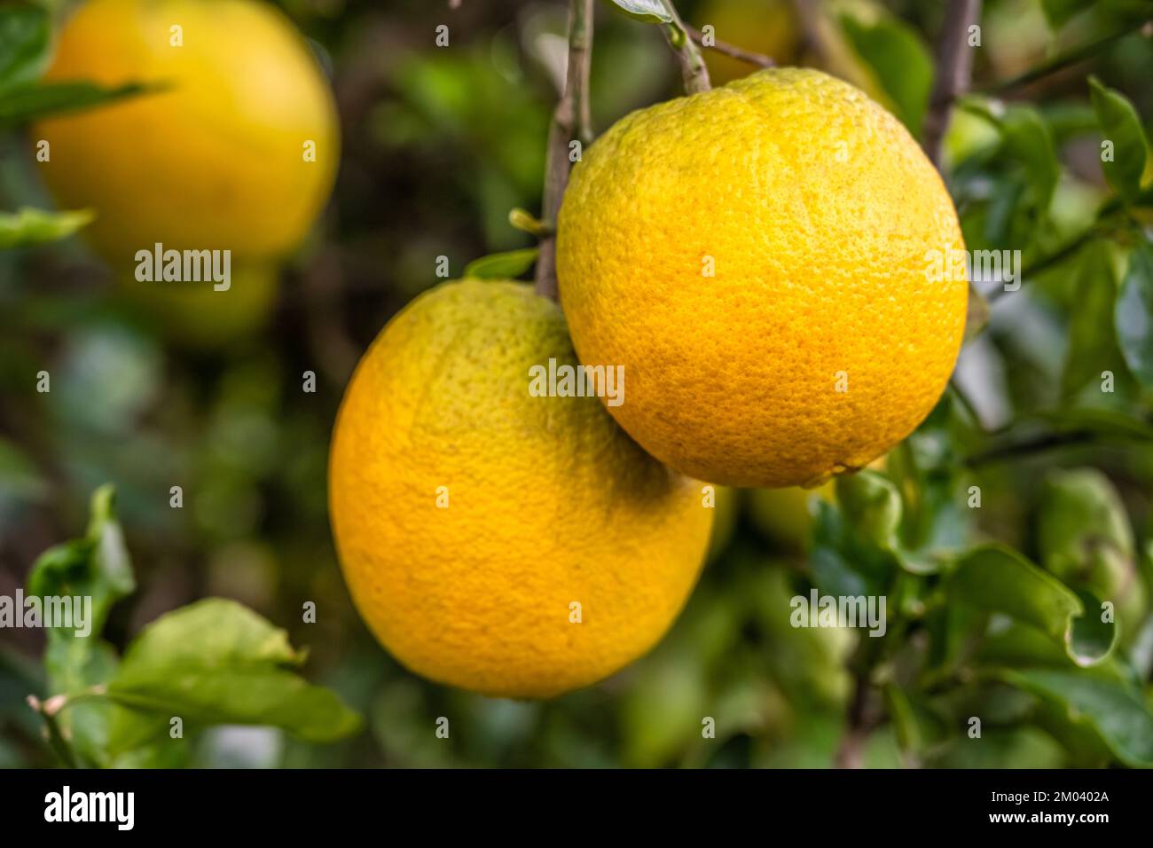 Orange de navel rouge dans une plantation d'agrumes à Showcase of Citrus à Clermont, Floride. (ÉTATS-UNIS) Banque D'Images Orange de navel rouge dans une plantation d'agrumes à Showcase of Citrus à Clermont, Floride. (ÉTATS-UNIS) Banque D'Images