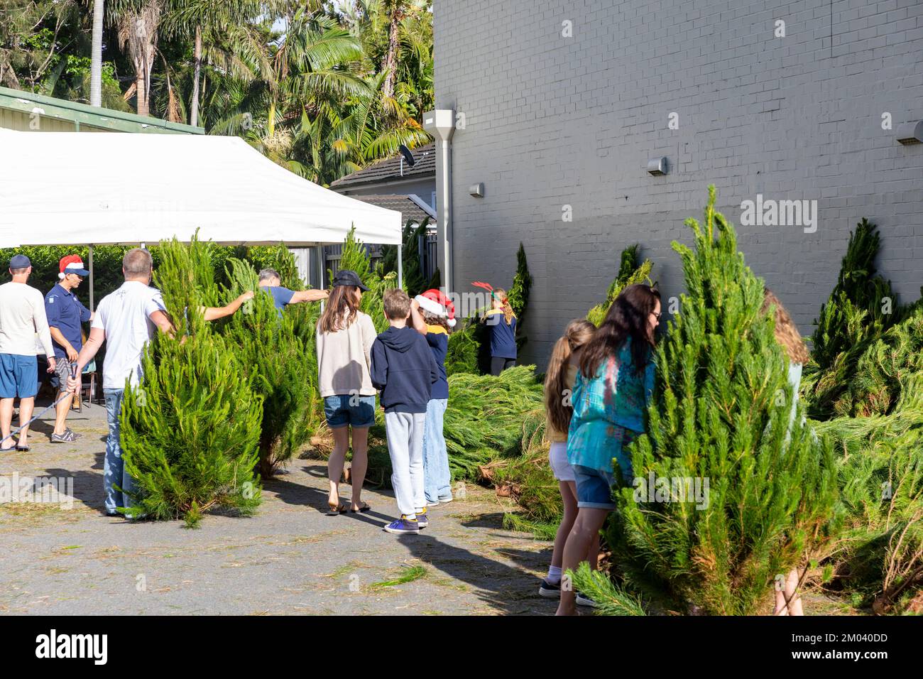Arbres de Noël, scouts et guides vendant des arbres de Noël aux habitants de Sydney dans la banlieue de Newport Beach, décembre 2022, jour ensoleillé, Sydney, Nouvelle-Galles du Sud, Australie Banque D'Images