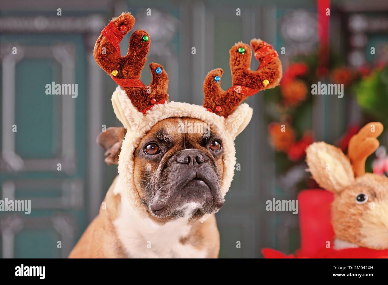 Chien Bulldog français avec bandeau de costume de renne de Noël Banque D'Images