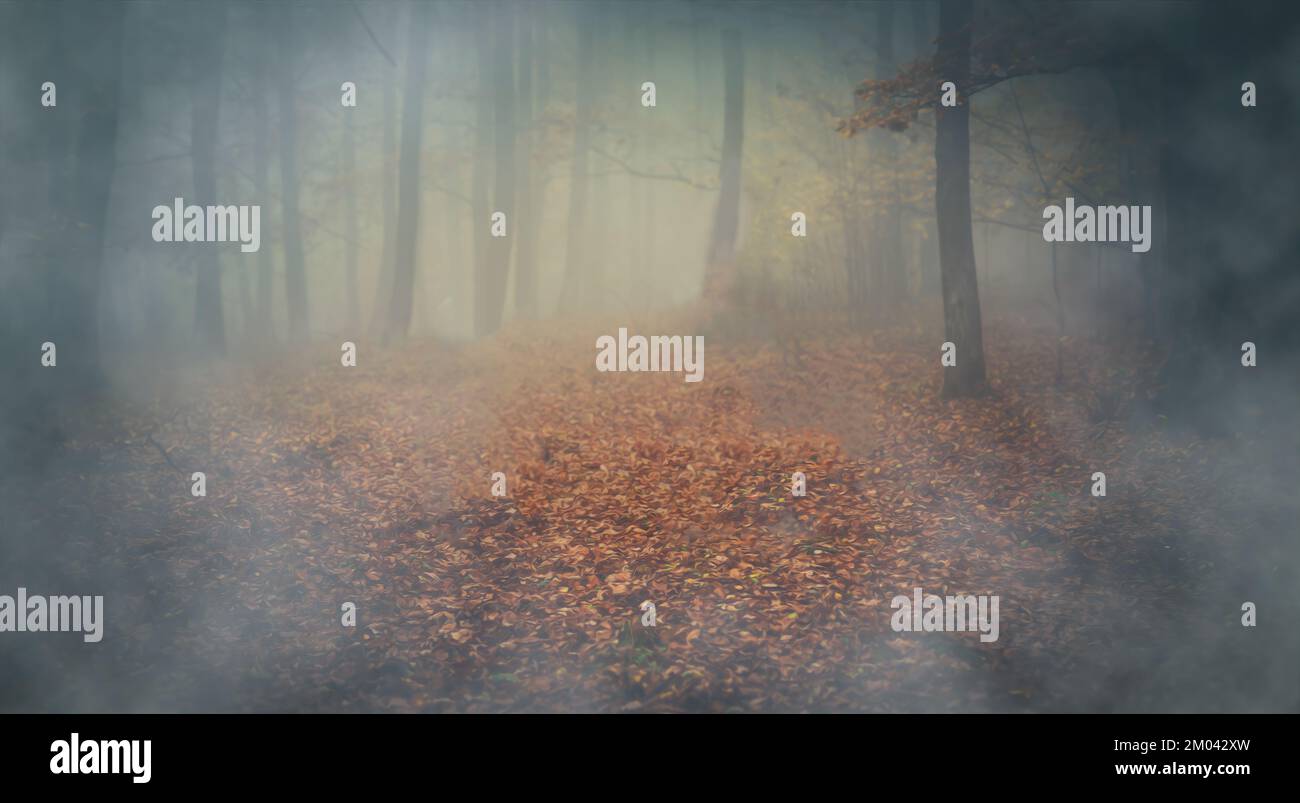 Colonne forêt de hêtre dans le brouillard, effet de peinture. Banque D'Images