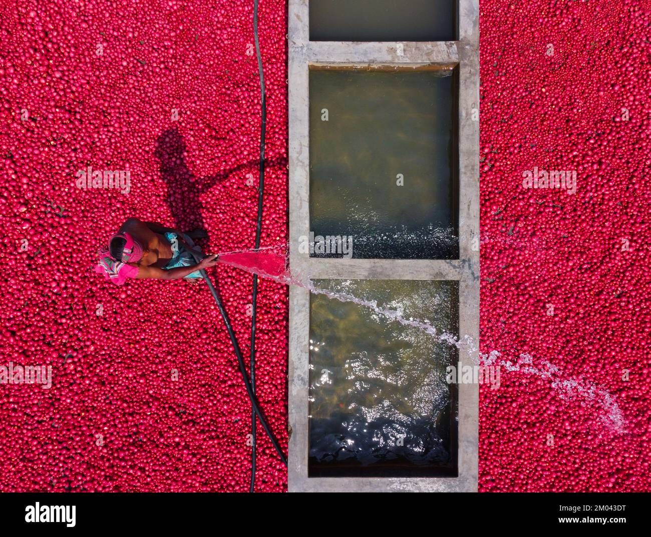 Les travailleurs font descendre des tonnes de pommes de terre rouges avant des emballer dans des paniers sur un marché de légumes. Des milliers de pommes de terre rouge vif sont lavées, triées et cueillies prêtes à être vendues dans tout le Bangladesh. Banque D'Images