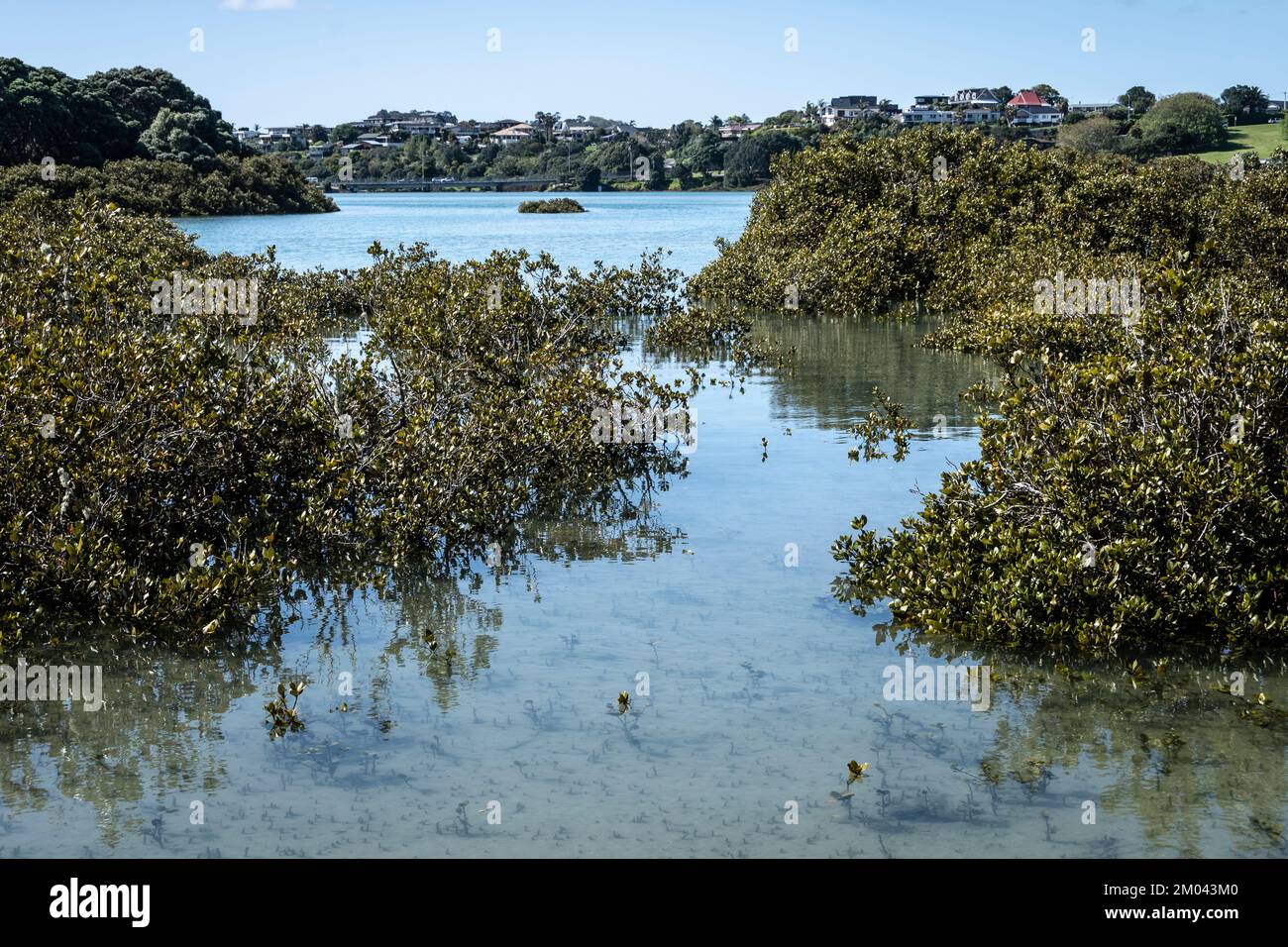 Forêt de mangroves, estuaire d'Orewa, Auckland, Île du Nord, Nouvelle-Zélande Banque D'Images