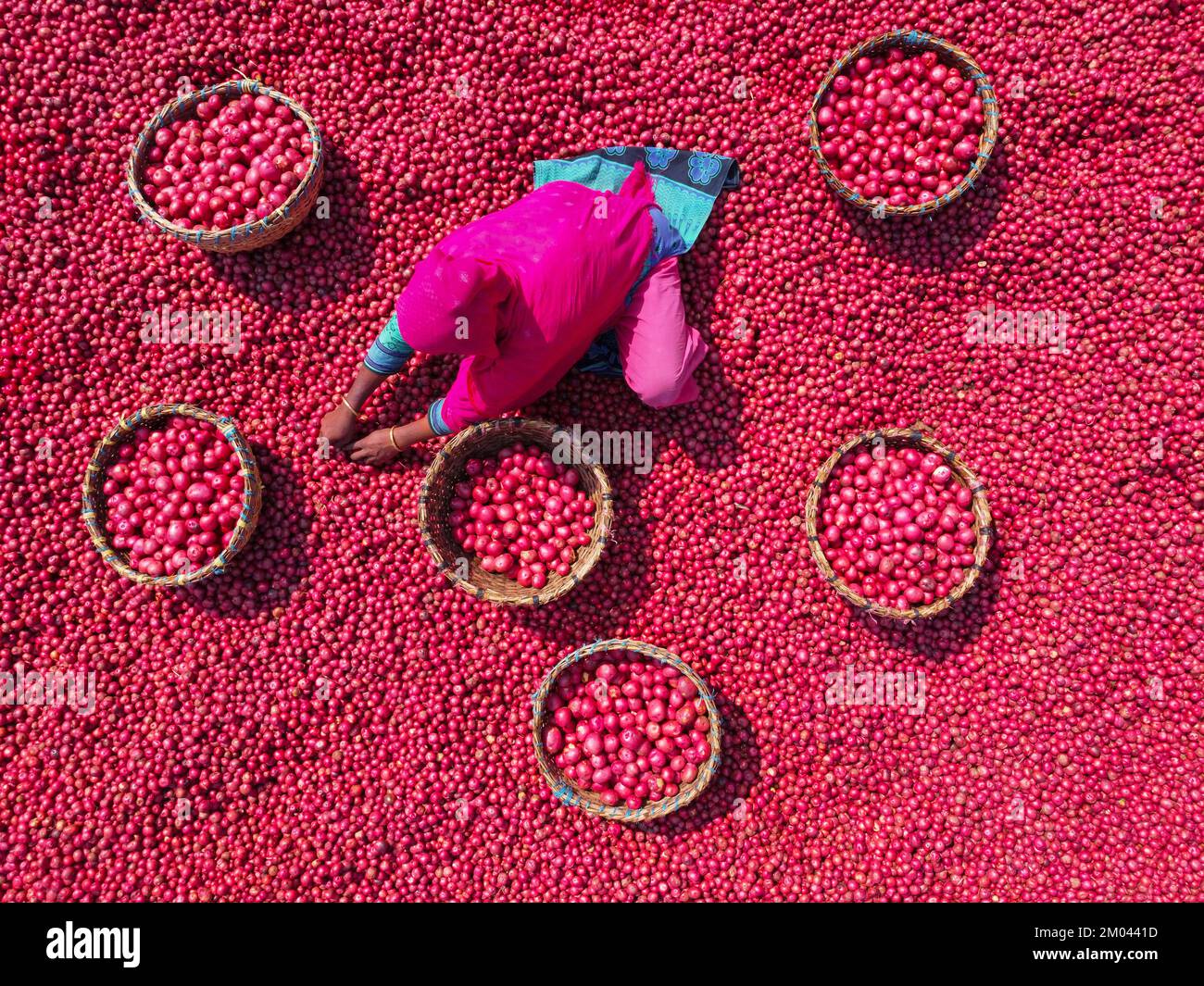 Les travailleurs font descendre des tonnes de pommes de terre rouges avant des emballer dans des paniers sur un marché de légumes. Des milliers de pommes de terre rouge vif sont lavées, triées et cueillies prêtes à être vendues dans tout le Bangladesh. Banque D'Images